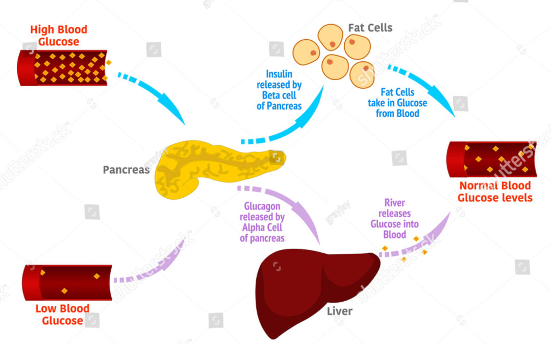 CENT ANS PLUS TARD… LE RENOUVEAU DU GLUCAGON