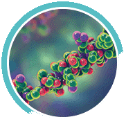 EFFICACITÉ D’UN DOUBLE ANALOGUE DES RÉCEPTEURS DU GLUCAGON ET DE GLP-1 DANS LE TRAITEMENT DE L’OBÉSITÉ : UN NOUVEL EMPLOI DU GLUCAGON LA FONCTION DES CELLULES BÊTA ET LA SENSIBILITÉ À L’INSULINE